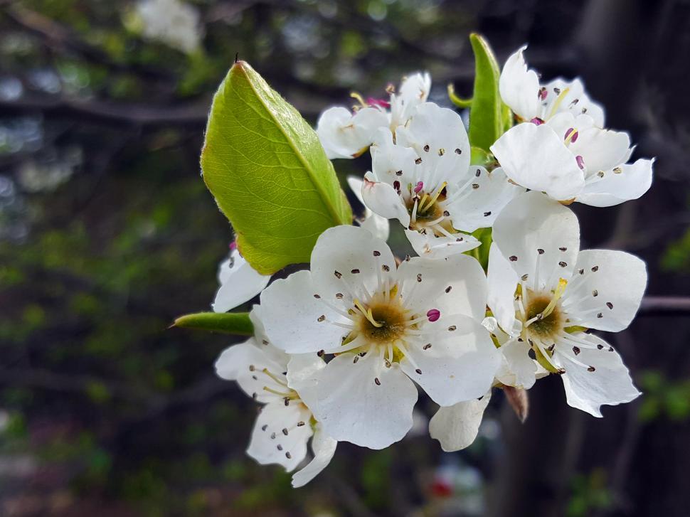 Free Image of Cluster of Crab Apple Flowers 