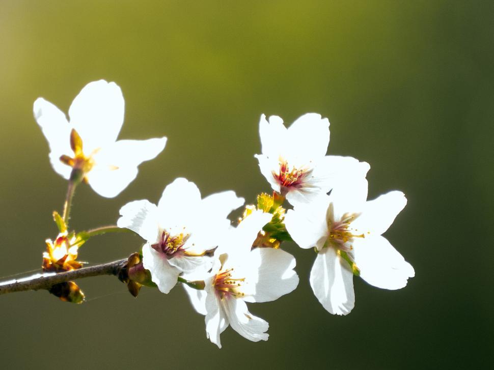 Free Image of Crab Apple Flowers in Sunlight 