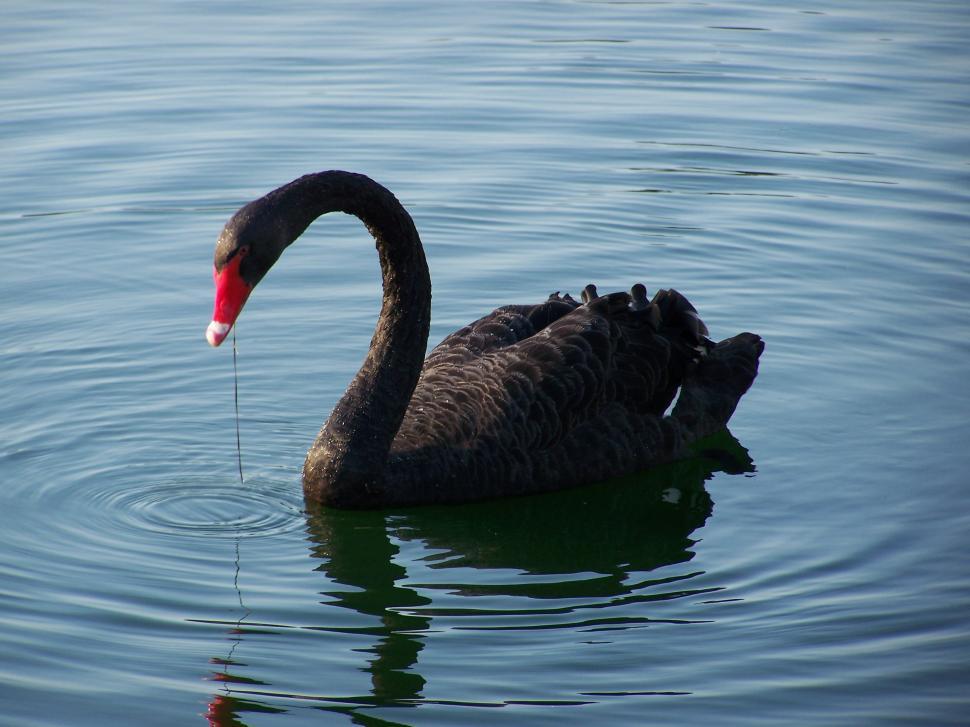Free Image of Black Swan Swimming in Water 