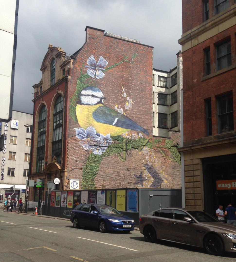 Free Image of The Great Tit of Newton Street  