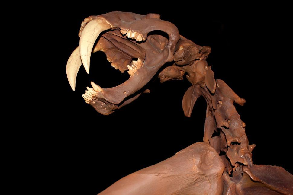 Free Image of Smilodon - Skull - Saber-Toothed Cat - Skeleton 