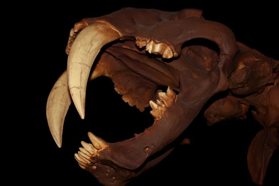 Free Image of Smilodon - Skull - Saber-Toothed Cat 