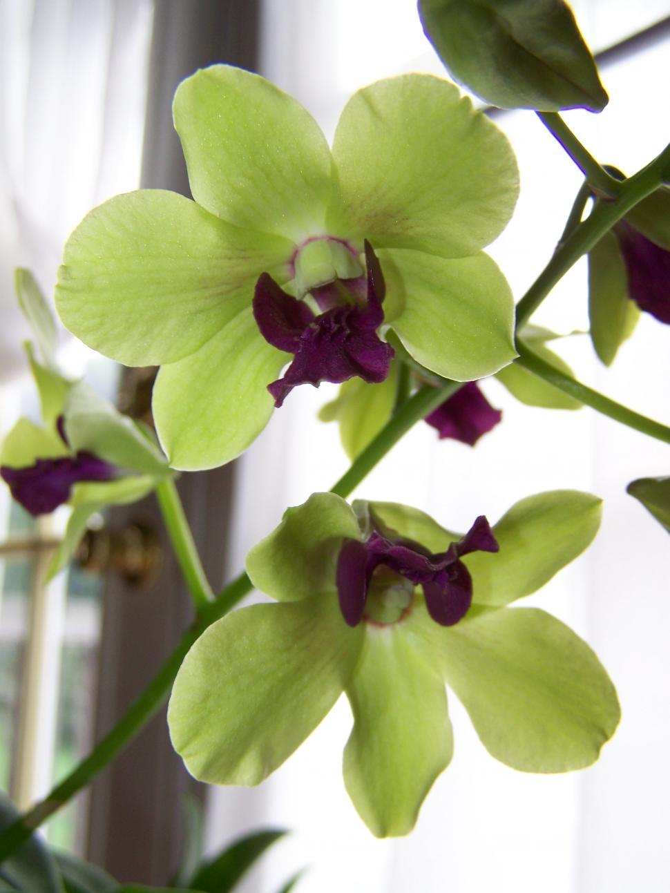 Free Image of Orchids 