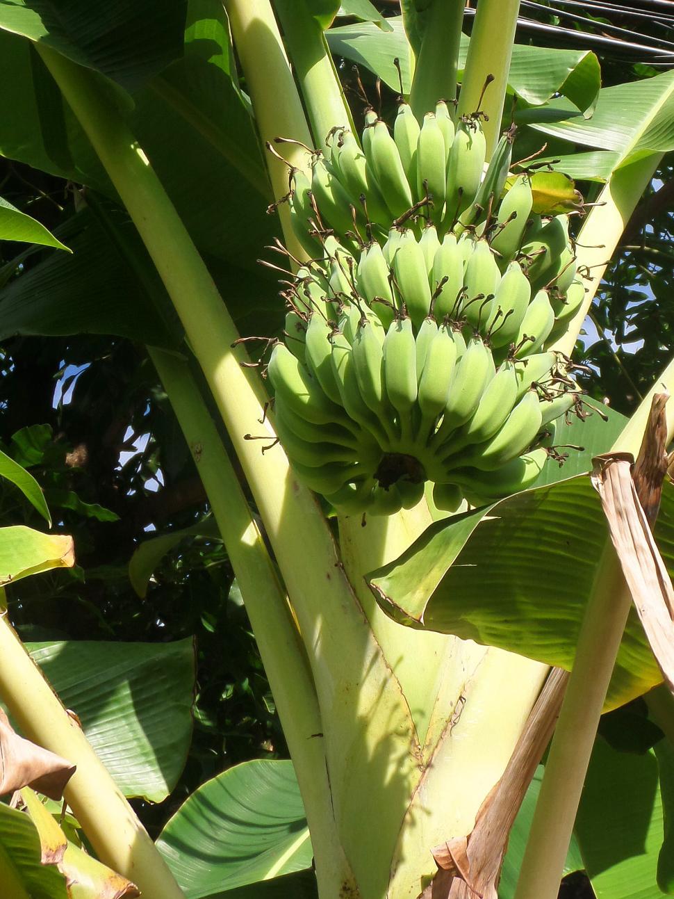 Free Image of Bananas growing on plant  