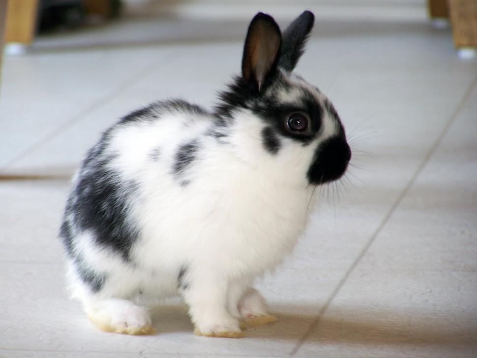 Free Image of Black and White Rabbit Standing on Tile Floor 