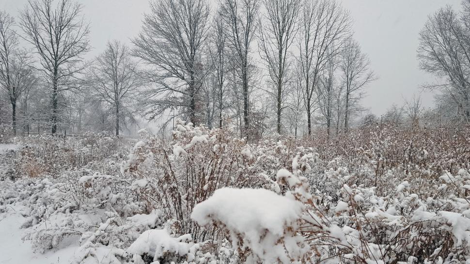 Free Image of Snow Covered Field of Dead Cosmos Plants 