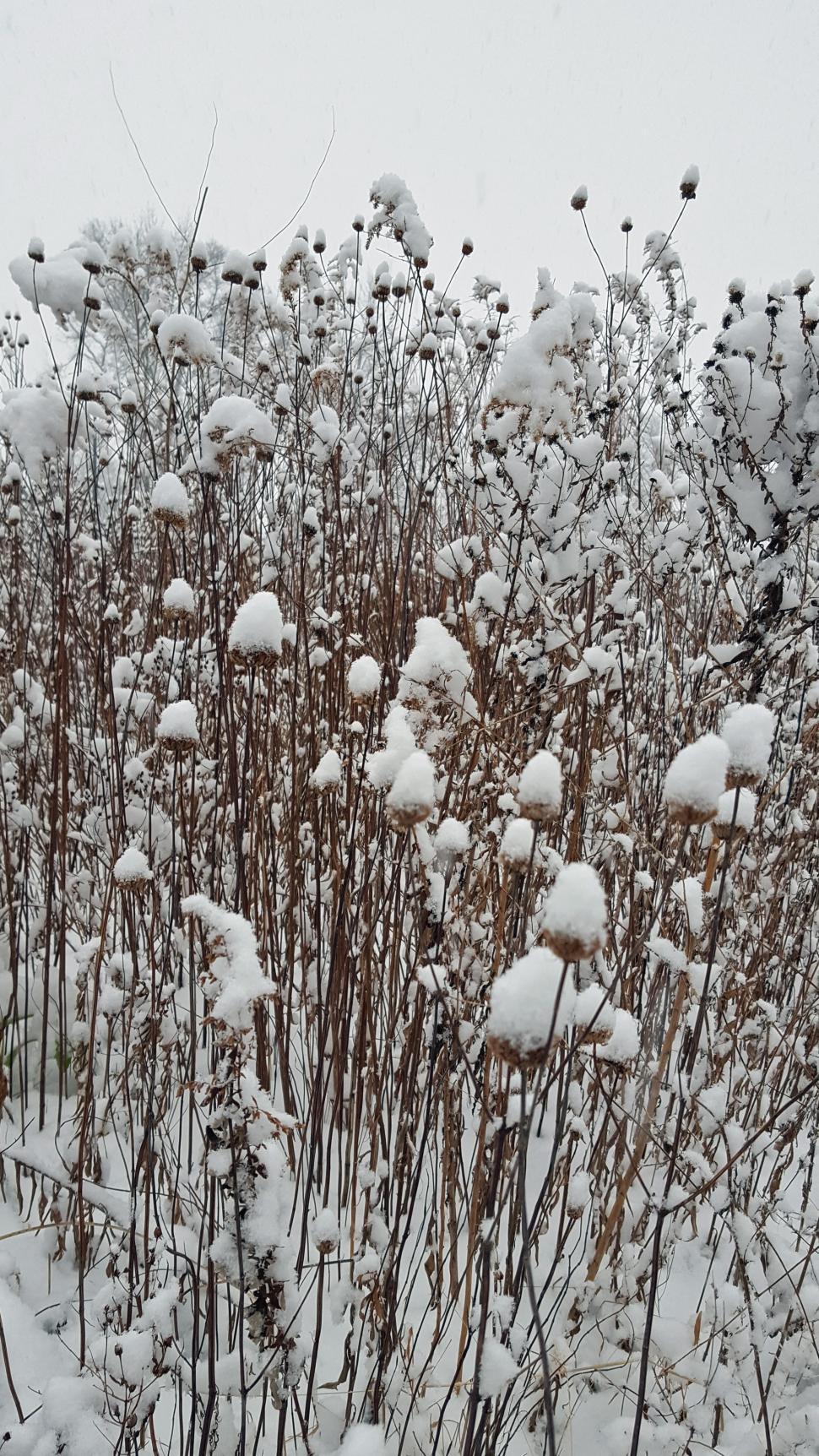 Free Image of Snow Covered Dried Cosmos Plants 