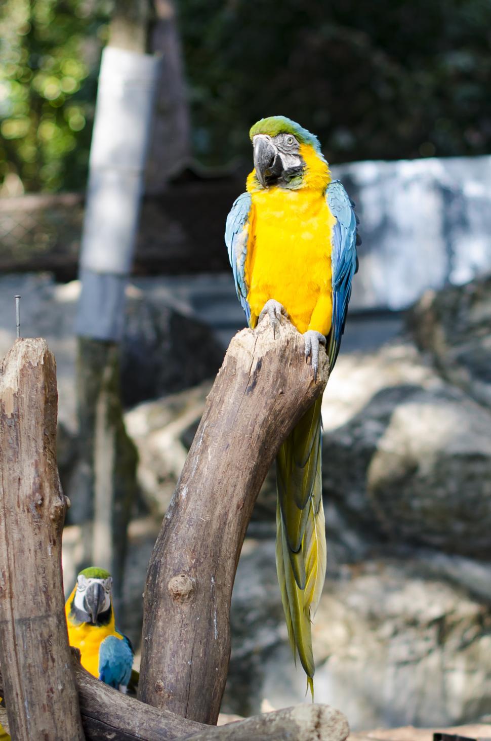 Free Image of Parrot  