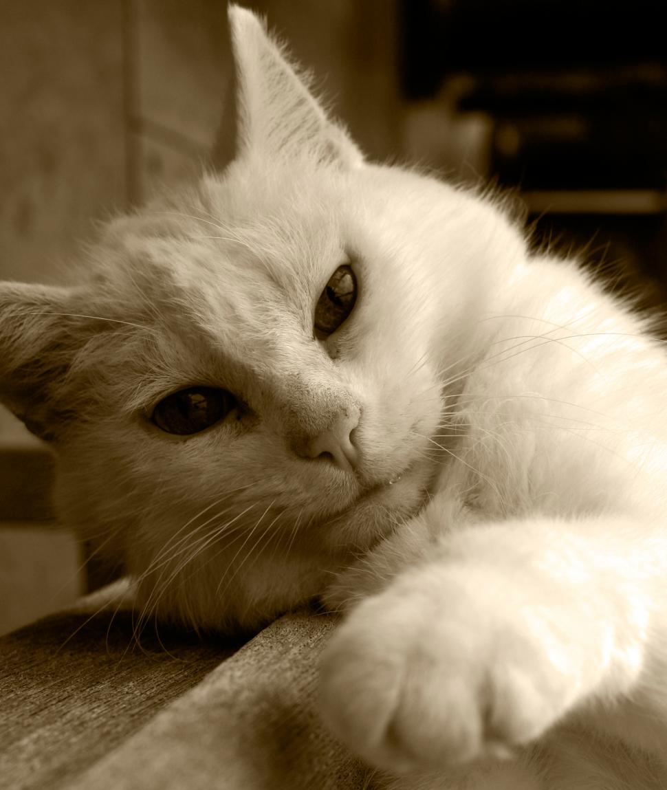 Free Image of White Cat Resting on Wooden Table 
