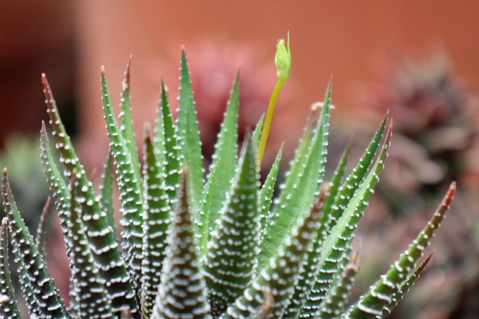 Free Image of Haworthia Attenuata Succulent with Small Bud 