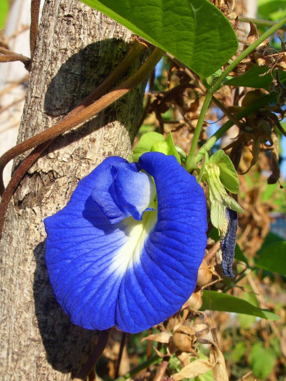 Free Image of Butterfly Pea Flower 
