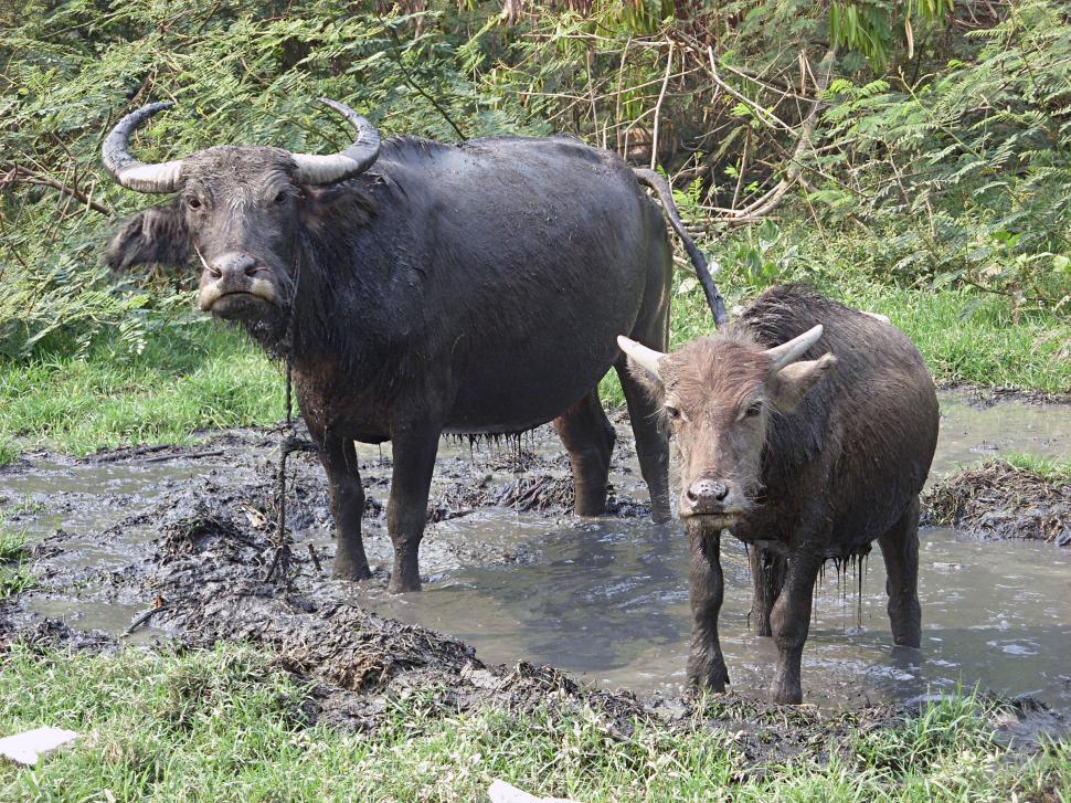 Free Image of Male water buffalo and calf 