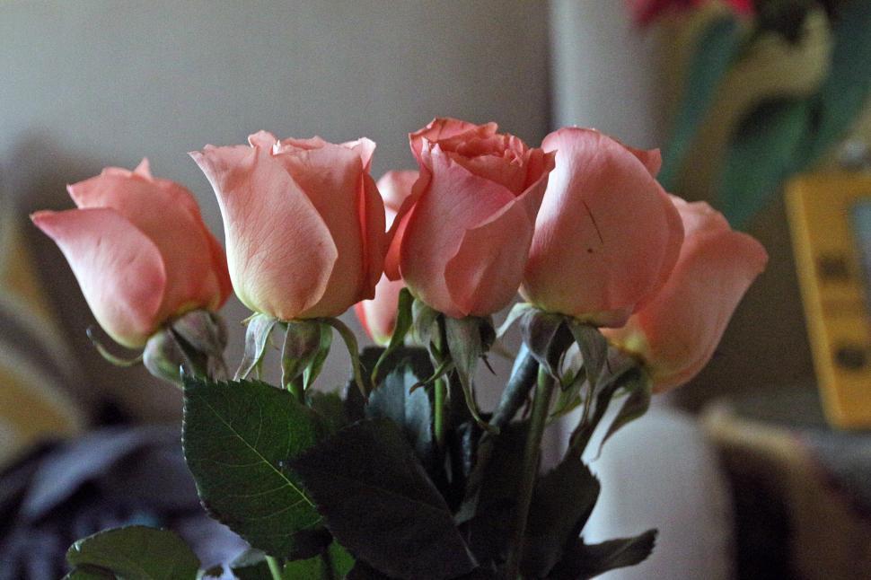 Free Image of Roses In Home 