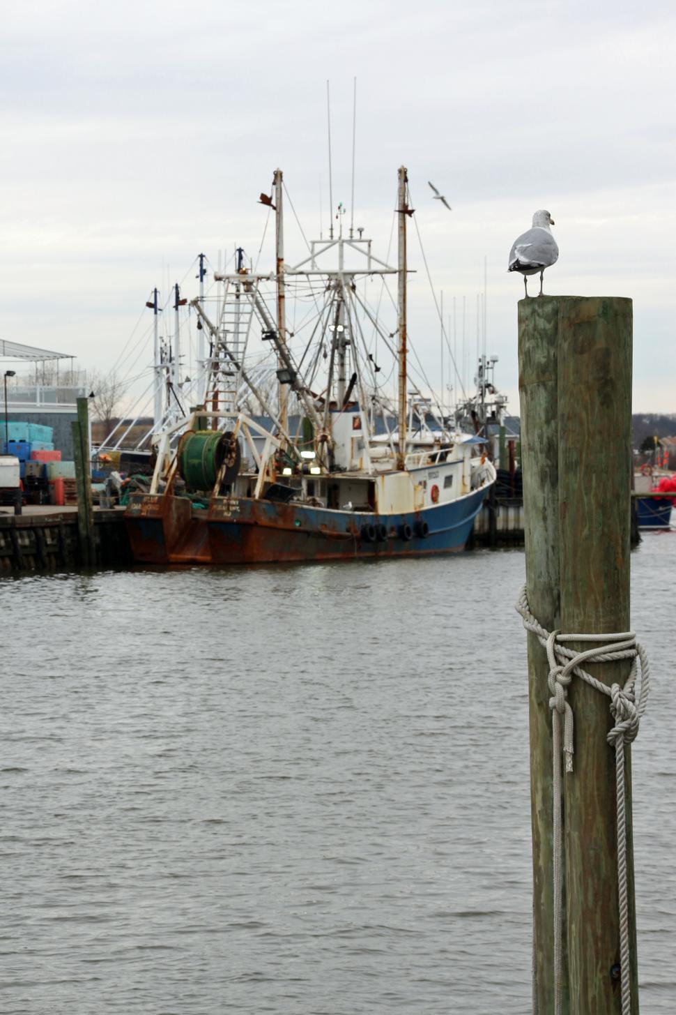 Free Image of Commercial Fishing Boats and Seagull 