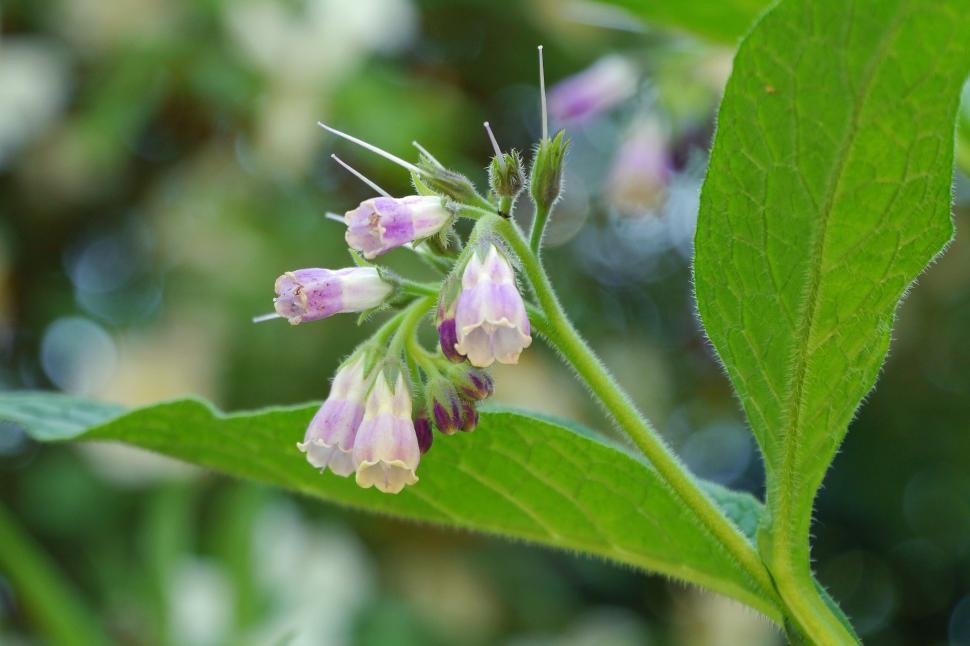 Free Image of Common Comfrey Symphytum officinale 