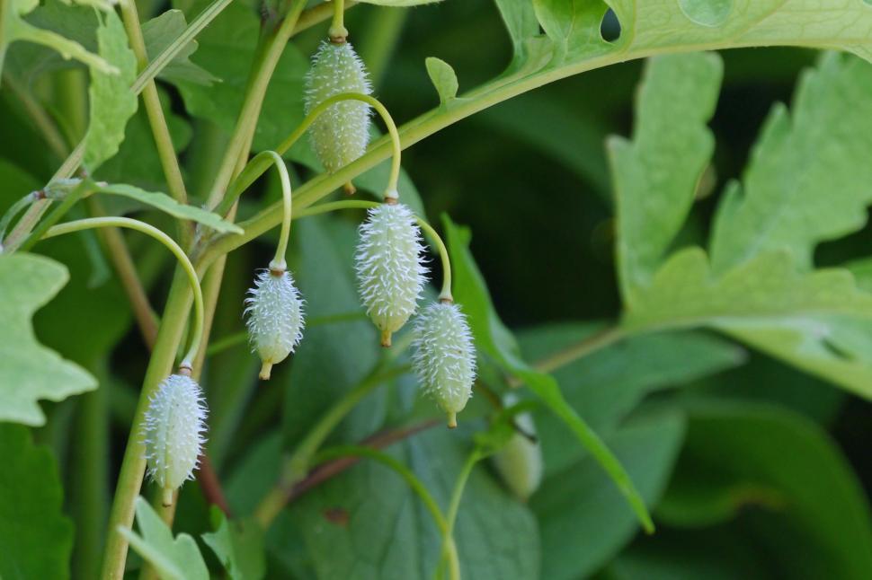 Free Image of Common Comfrey Seed Pods 
