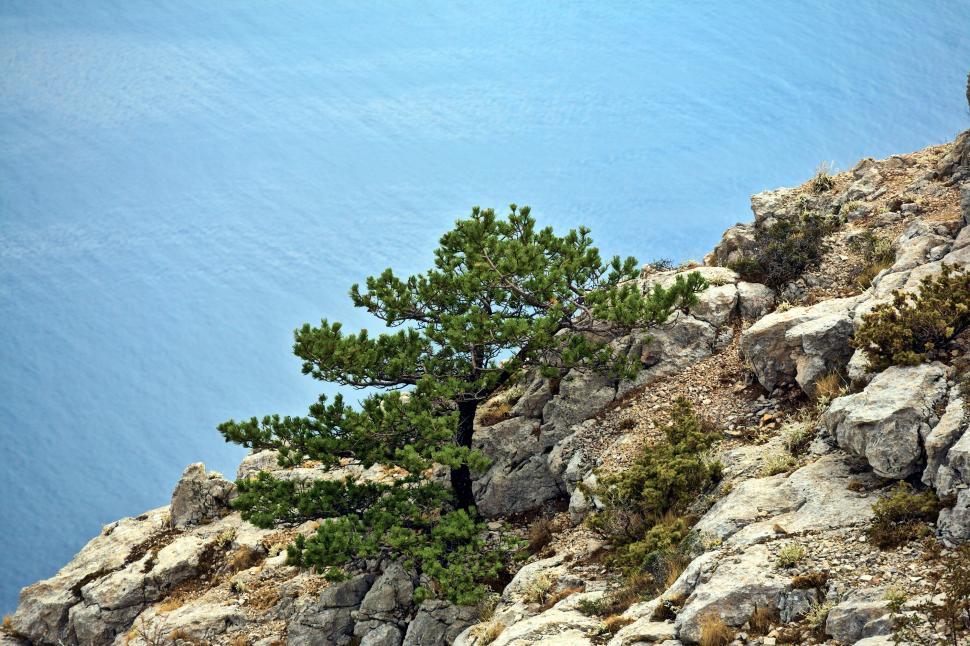 Free Image of Pine tree  