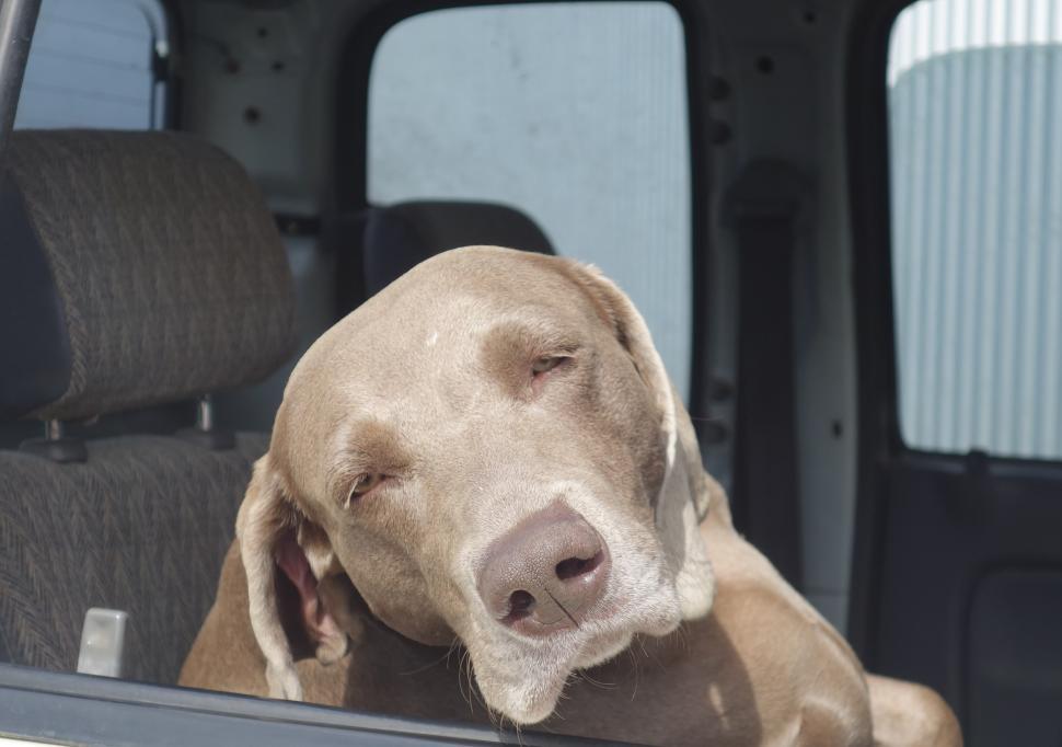 Free Image of Sad Rhodesian Ridgeback Dog Sitting in Car  