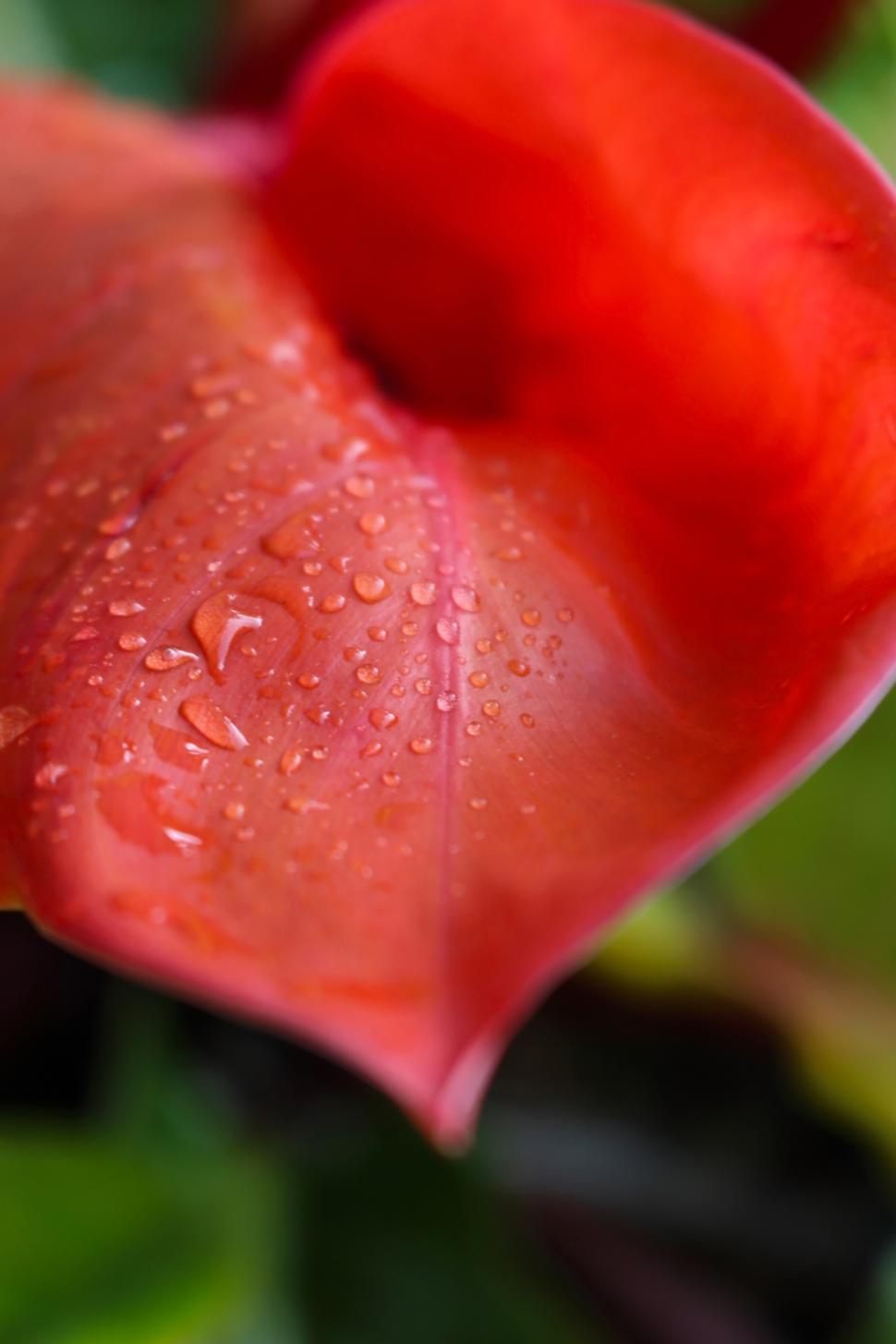 Free Image of Water Droplets on a Red Plant Leaf  