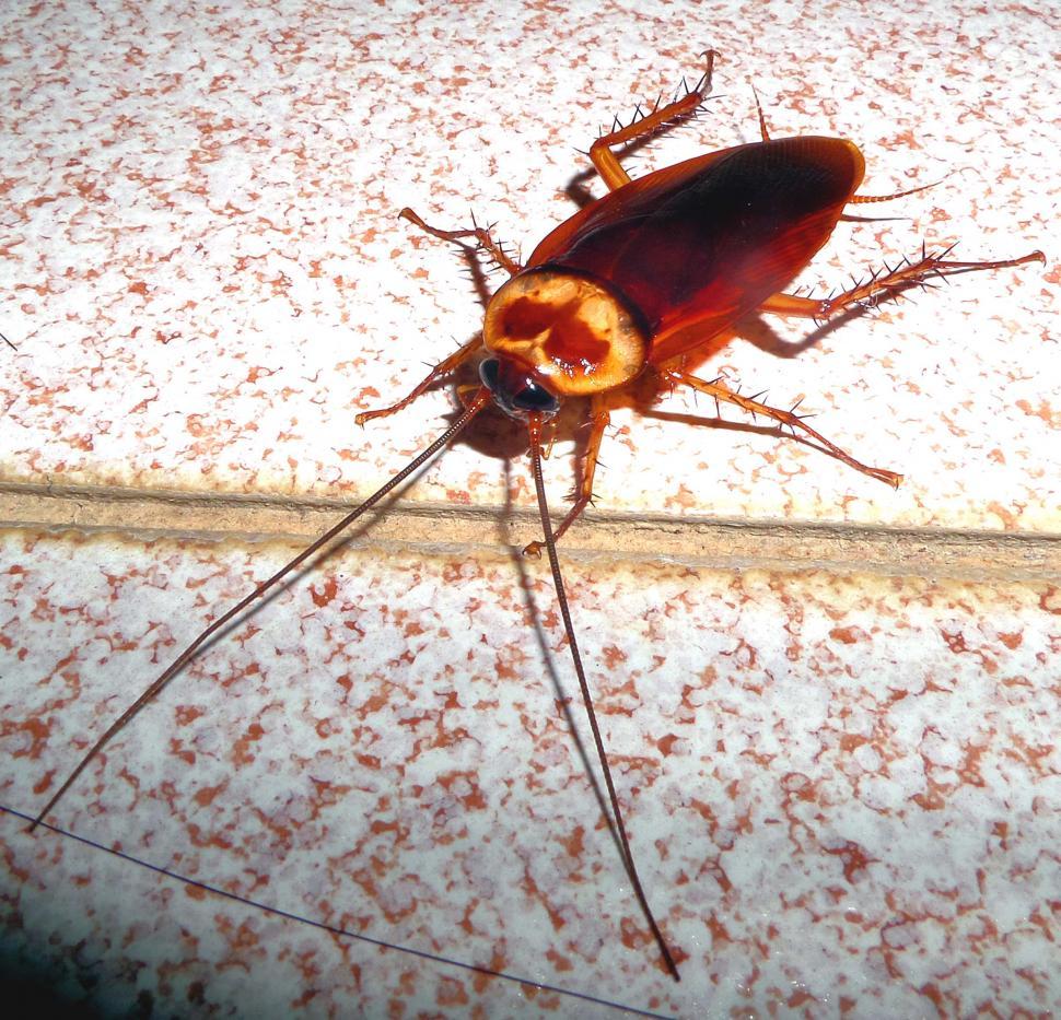 Free Image of Thai cockroach 