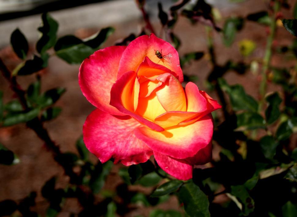 Free Image of Rose with Ladybug  
