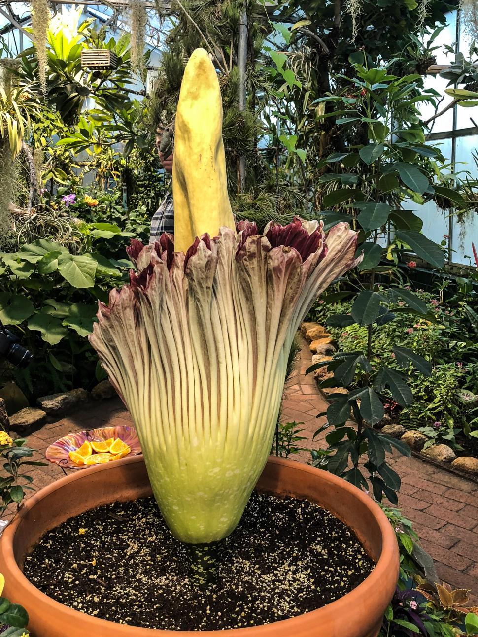 Free Image of Corpse Flower Bloom 