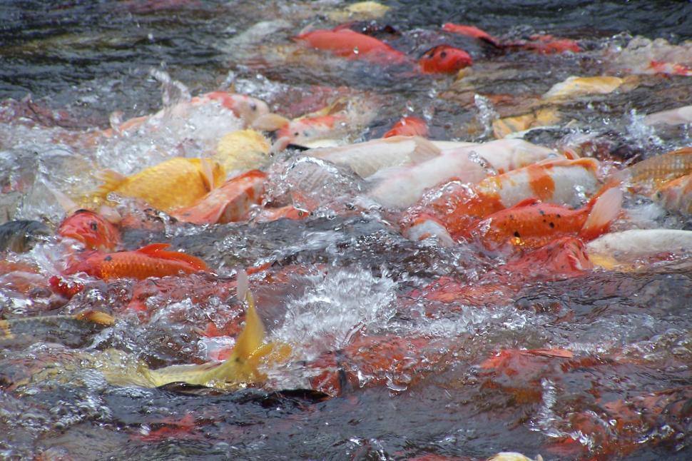 Free Image of School of Fish Swimming in River 