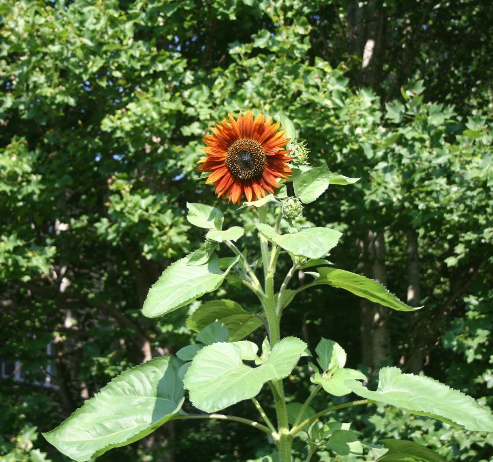Free Image of Big Red Sunflower  