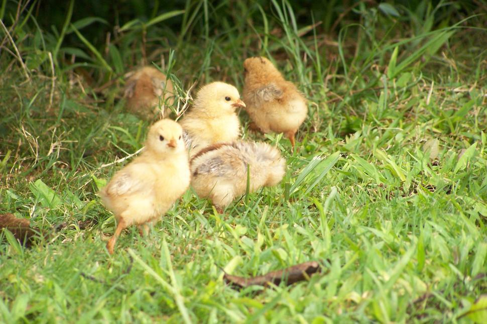 Free Image of Chicks 
