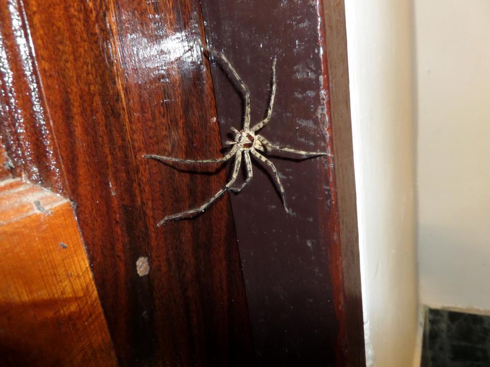 Free Image of Tropical spider 