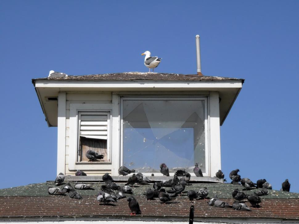 Free Image of Birds Hangout on Roof 