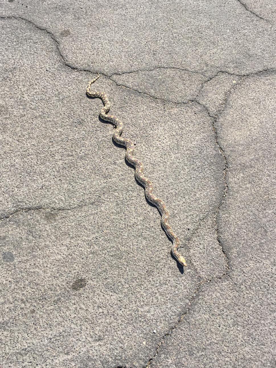 Free Image of Snake in the Road 