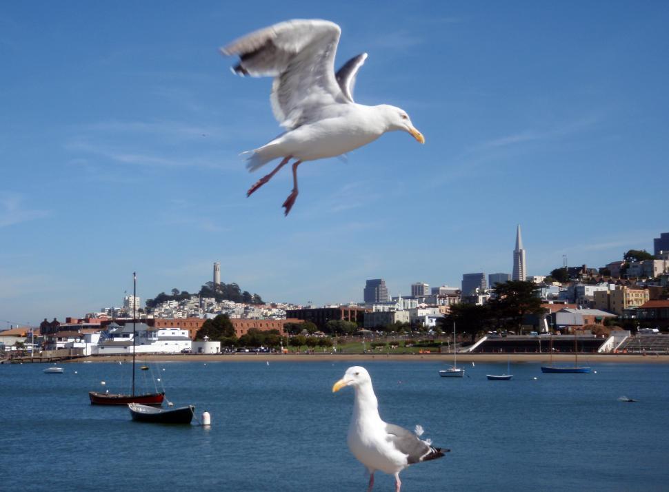 Free Image of two birds in front of cityscape of San Francisco 