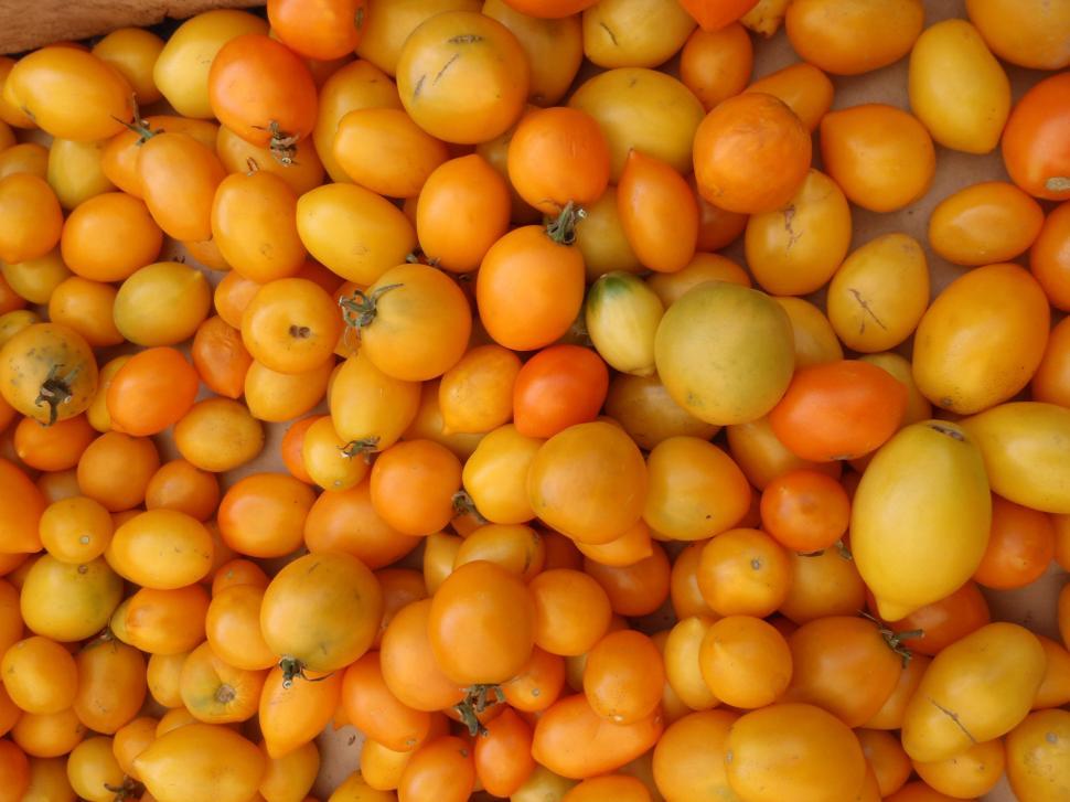 Free Image of Bunch of Yellow-Orange small Tomatoes 