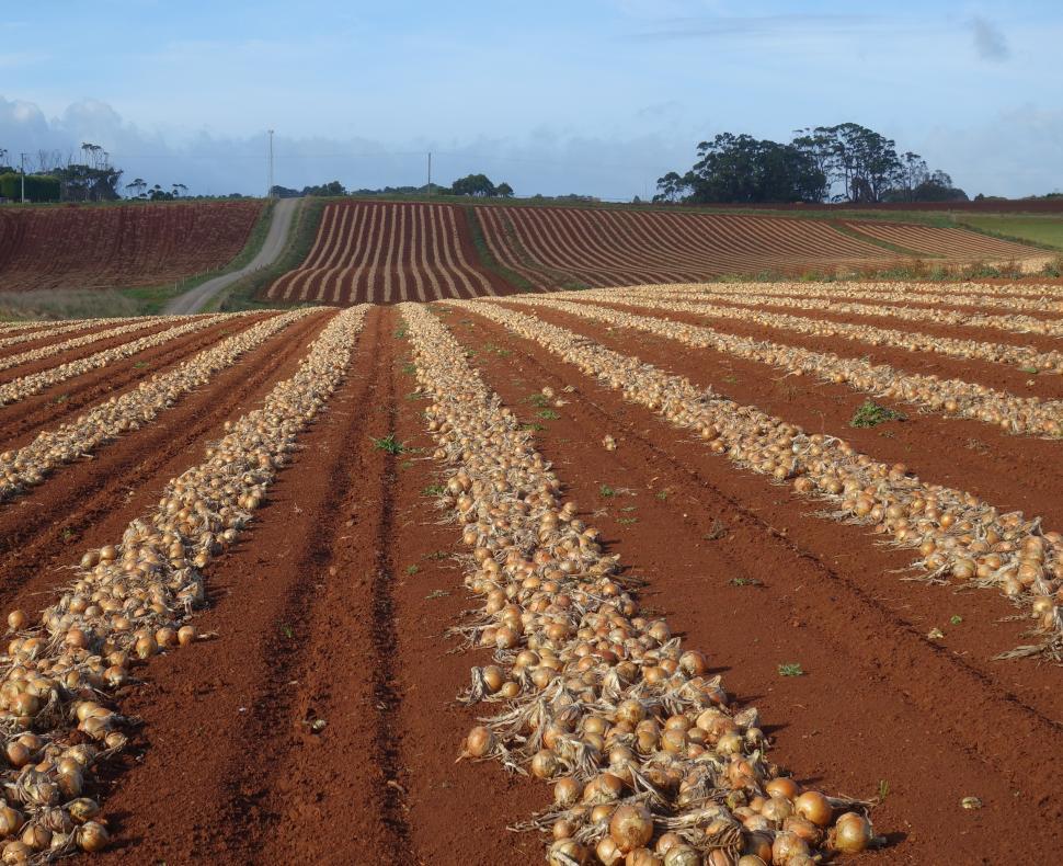 Free Image of Onions on a Field After Harvest  
