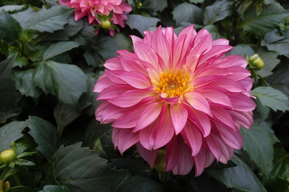 Free Image of Single Pink Dahlia Flower 