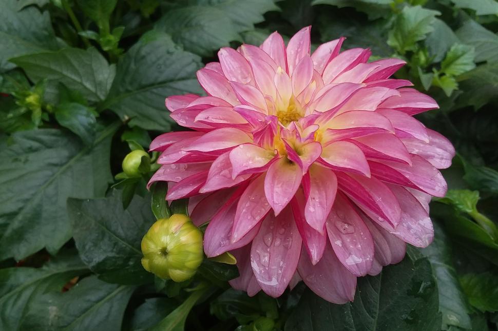 Free Image of Pink Dahlia Flower and Buds 