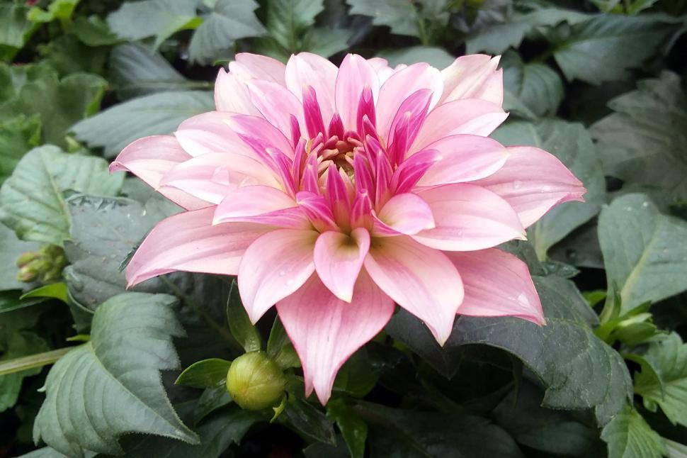 Free Image of Pink Dahlia Flower 