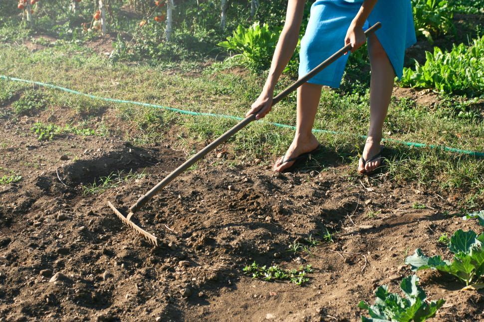 Download Free Stock Photo of A woman raking the soil in the garden 