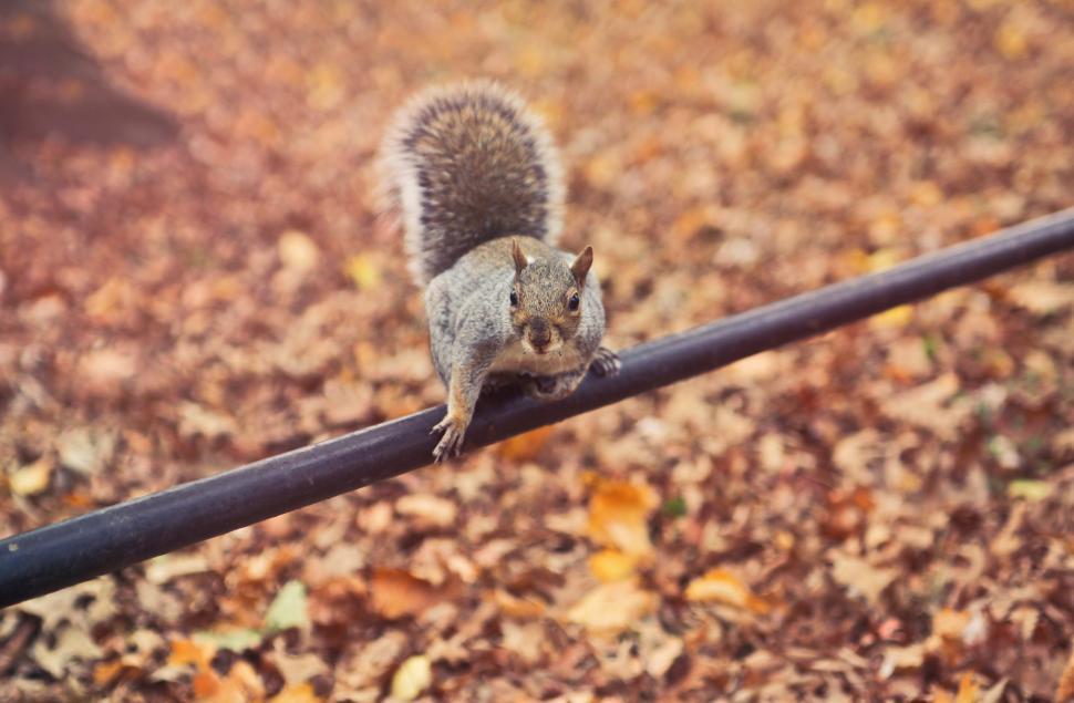 Free Image of A squirrel sitting on a metal pipe over autumn leaves 