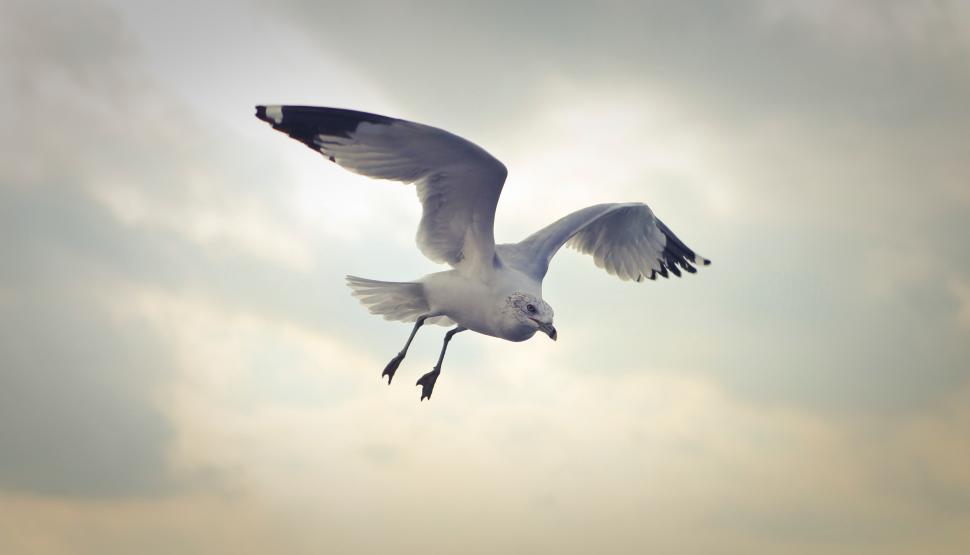 Free Image of Seagull flying in the sky 
