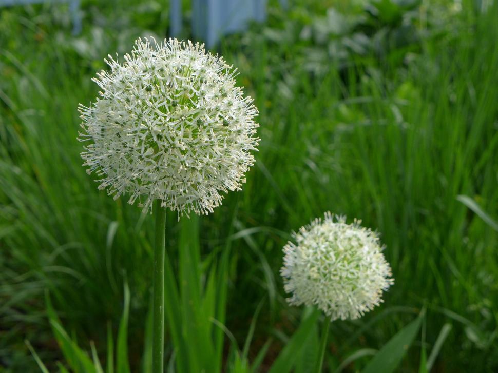 Free Image of White Allium Flowers 