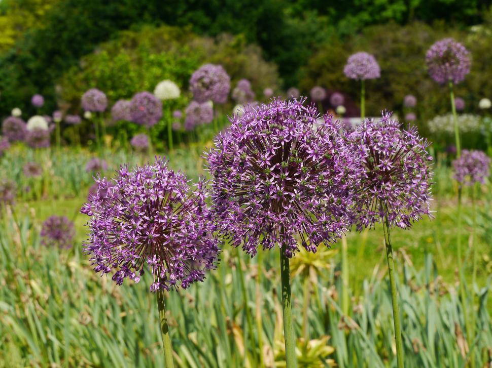 Free Image of Field with Purple Allium Flowers 