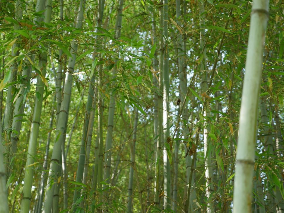 Free Image of Cane forest  