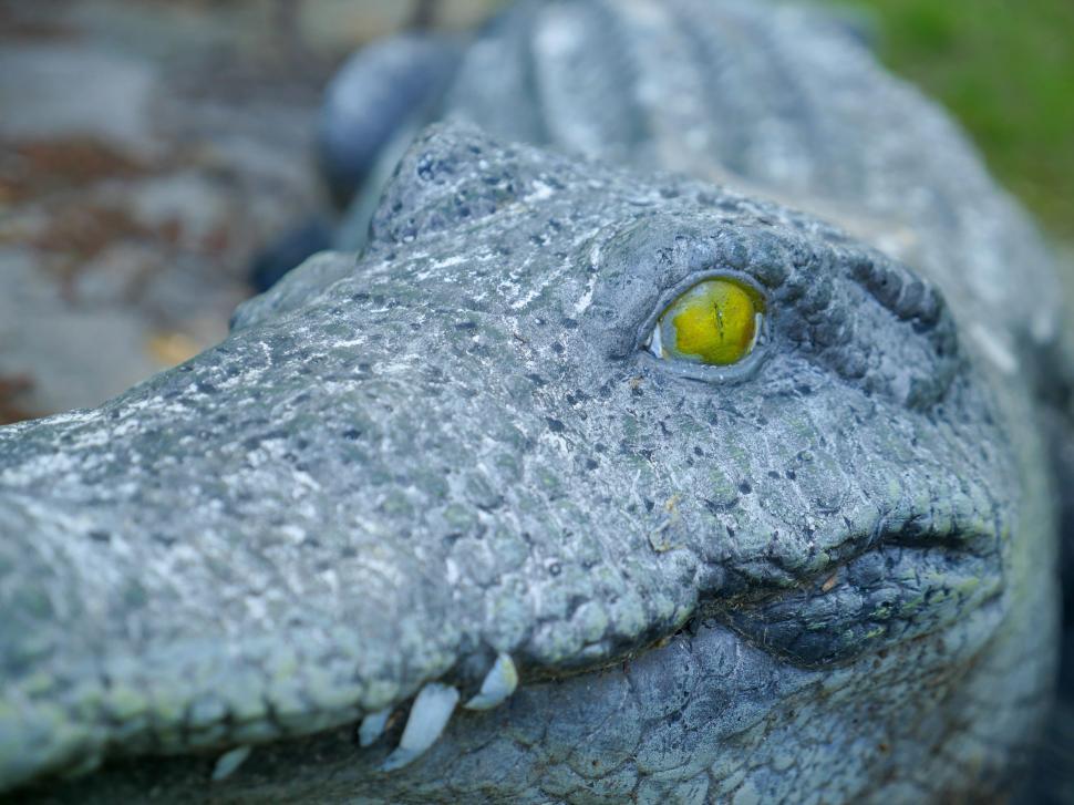Free Image of Closeup of stone alligator head and eye 