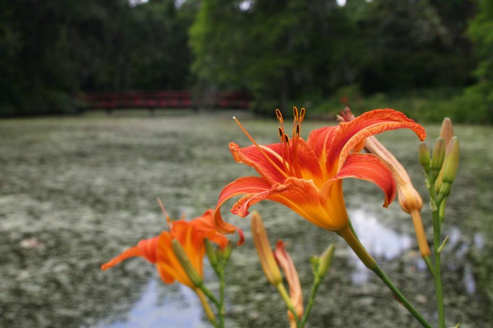 Free Image of swamp water pond lake bog south carolina trees lush dense flower lily stargazer 