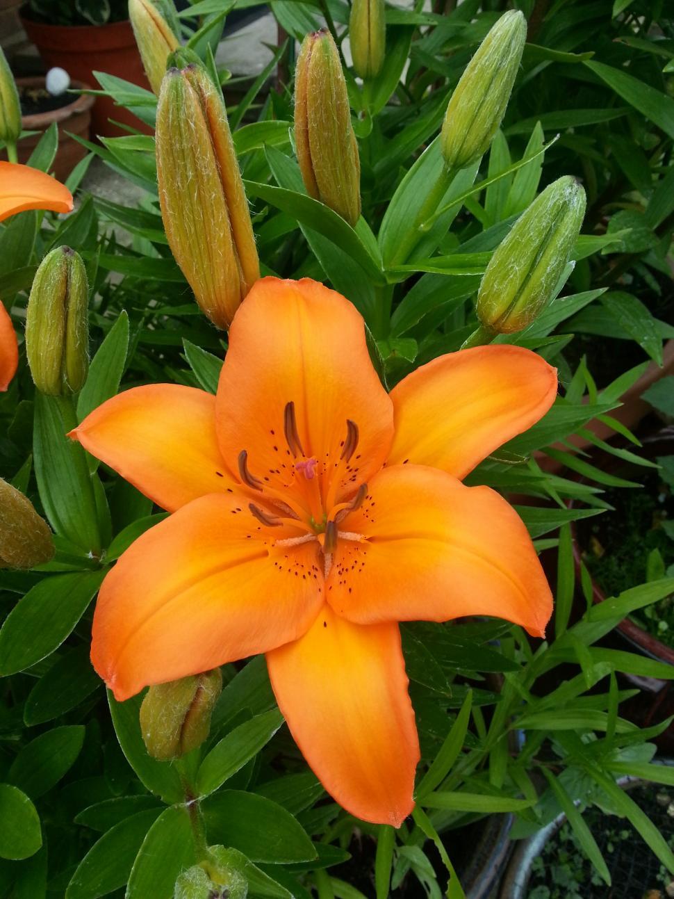 Free Image of Orange Lily  