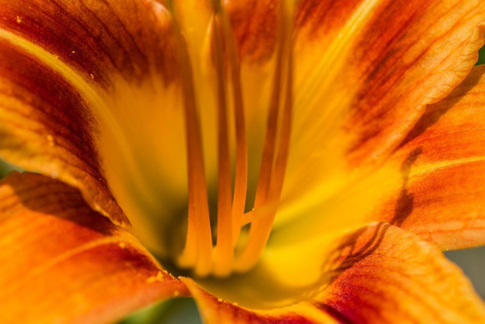 Free Image of Yellow flower macro  