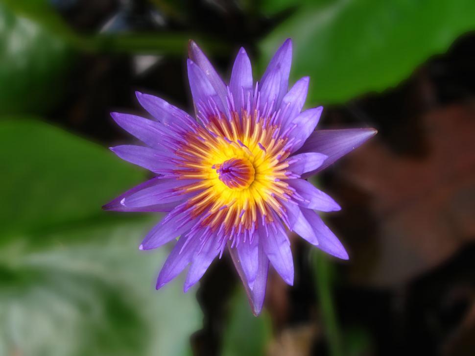 Free Image of lotus flower in thailand 