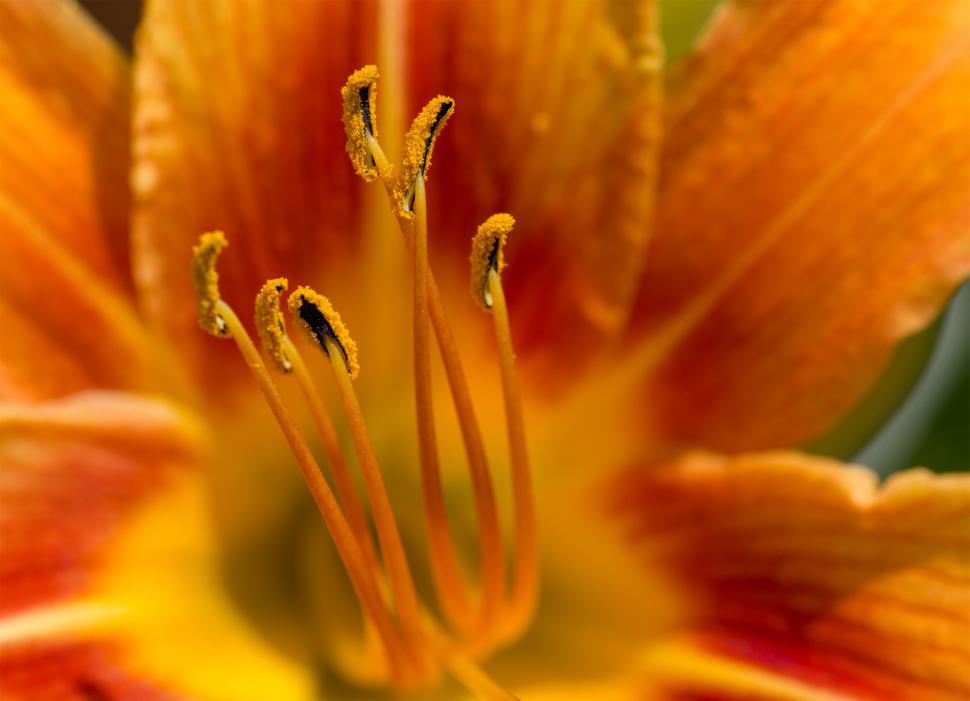 Free Image of  Yellow flower macro - flower anatomy 